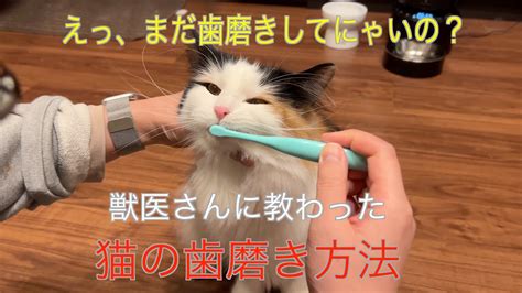 歯磨き猫ってなに？