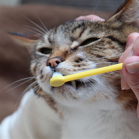 歯磨き猫 - 愛猫の歯を健康に保つための完全ガイド