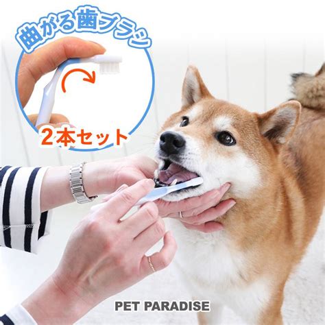 歯磨き 犬 用：大切なペットの歯の健康を守る