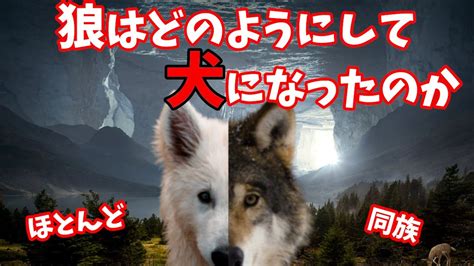 歴史の旅：オリジンの犬の起源