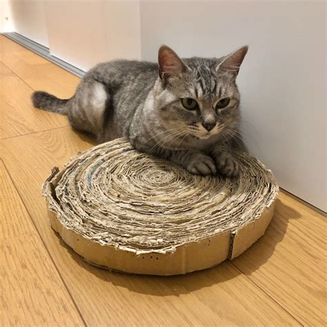 段ボールを使った爪とぎで猫の健康と幸福を保つ