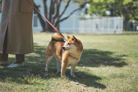 毎日散歩するのが不可欠