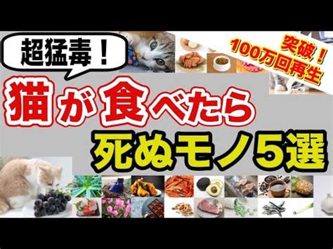 毒餌猫（どくえねこ）の脅威から愛猫を守るために