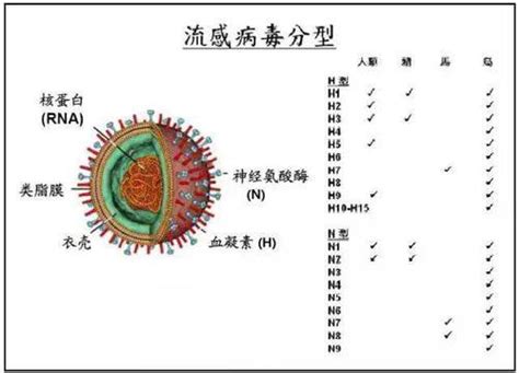 比克西免疫：人體的保護傘