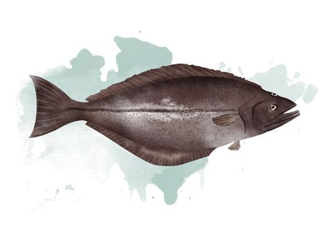 比目魚 英文: The Ultimate Guide to Flatfish Terminology