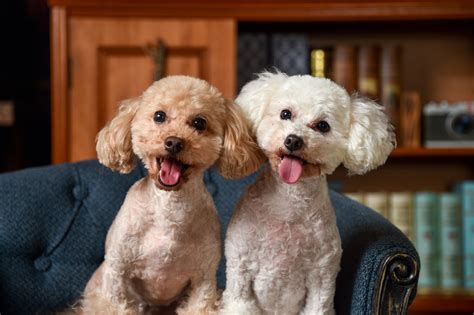 毛が抜けにくい犬種