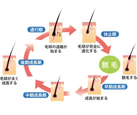 毛が抜けるのは正常なこと？抜け毛の異常を見分ける方法