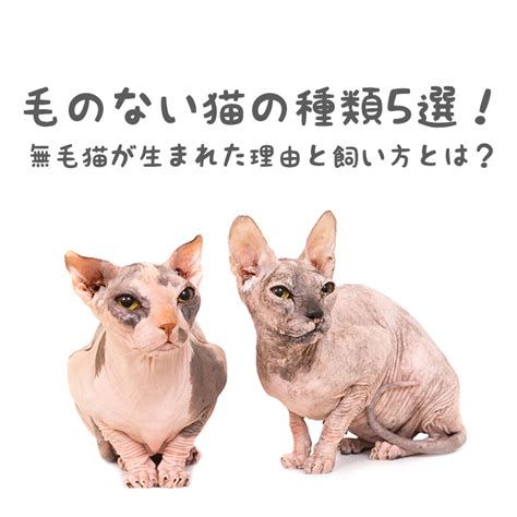 毛のないネコの魅力と飼い方