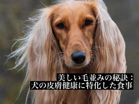 毛並みが美しい犬 種別ランキング