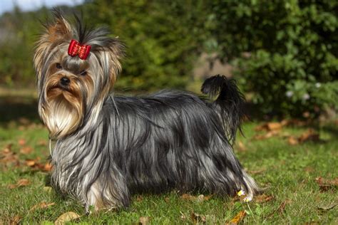 毛並み が綺麗な犬の秘密を大公開！