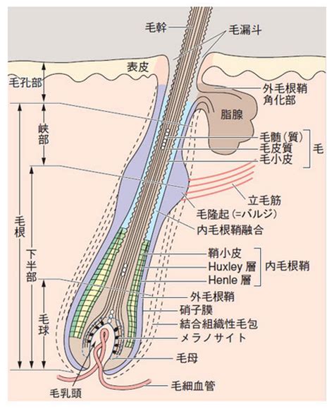 毛包の向き：