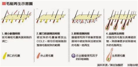 毛囊刺激效應