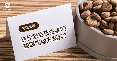 毛孩生病，只能束手無策，急得像熱鍋上的螞蟻？