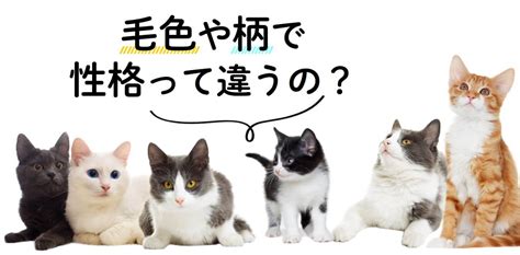 毛色が違う意味：性格、健康、寿命との関係とは？