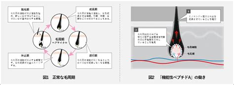 毛髪の成長促進：