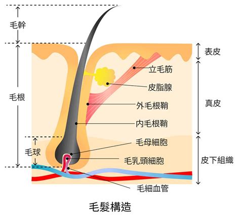 毛髮的結構和生長週期：深入了解微觀世界