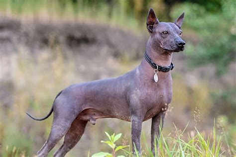 毛 の ない 犬