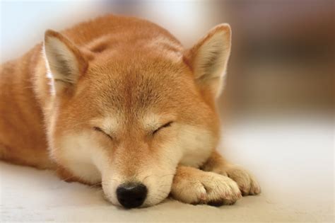 気性荒い犬との生活: 笑いあり涙ありの冒険