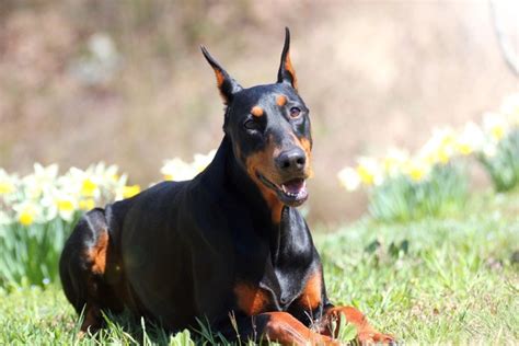 気性荒い犬との賢く付き合うためのガイド