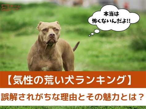 気性 の 荒い 犬との付き合い方: 原因、兆候、対処法