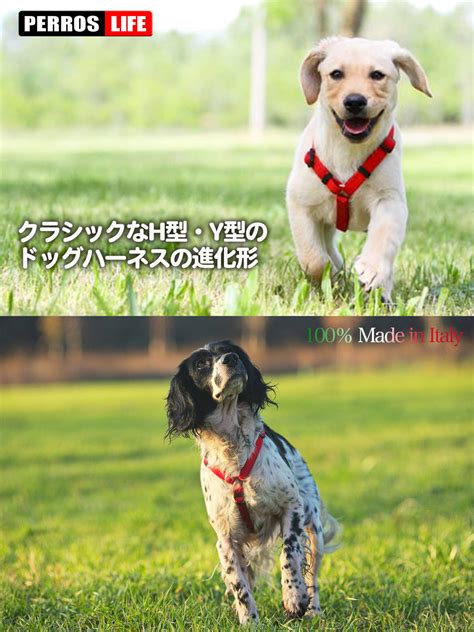 気管虚脱に最適なハーネスを徹底比較！愛犬の負担を軽減しよう