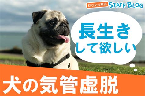 気管虚脱の愛犬にできる緊急処置：飼い主さんのためのガイド