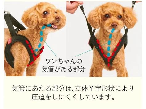 気管虚脱ハーネスおすすめ：愛犬の呼吸をサポートする必携アイテム