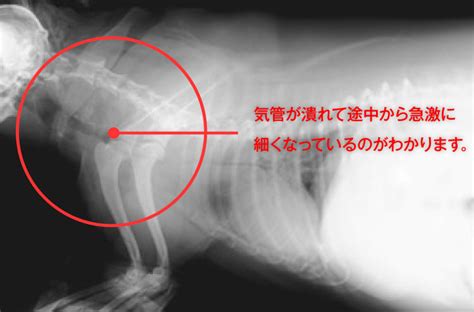 気管虚脱犬への応急処置