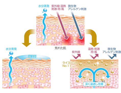 水分を保持する：