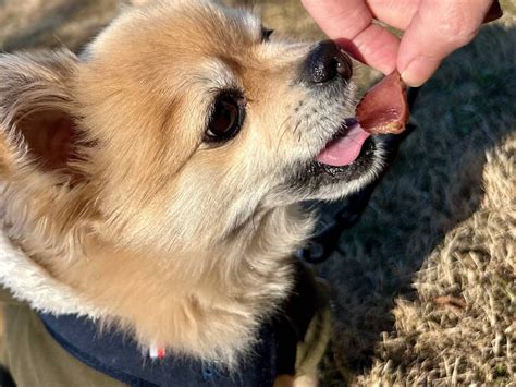 永野どうぶつ病院でペットの健康を守り、豊かな生活を共に歩もう！