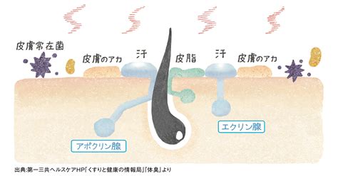 汗や皮脂のニオイ：