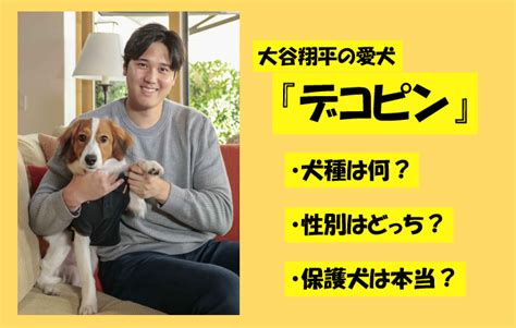 汗をかくと噂の犬種、その真相は？