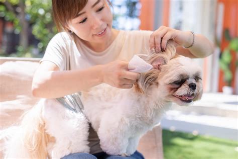 江別の動物病院でペットを健康に保つ方法