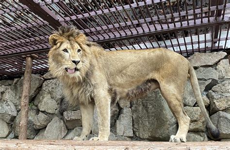 池田 動物園 動物 病院