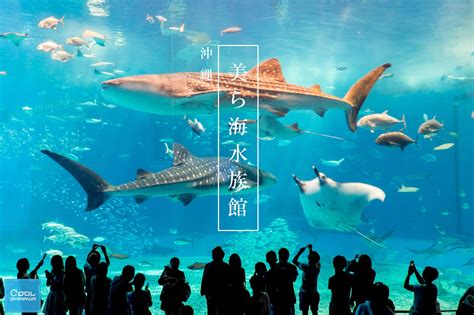 沖繩美麗海水族館的絕美露台：楚拉海灘露台