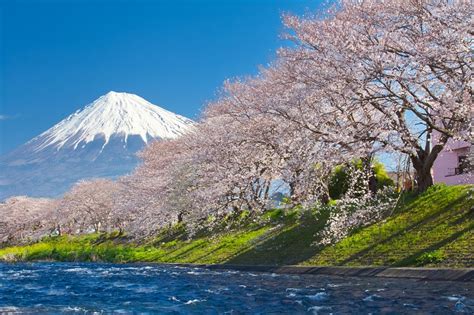 沖繩 2 月 10 大絕美賞櫻名所