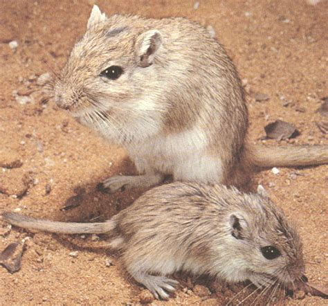 沙鼠(Gerbil)中文簡介