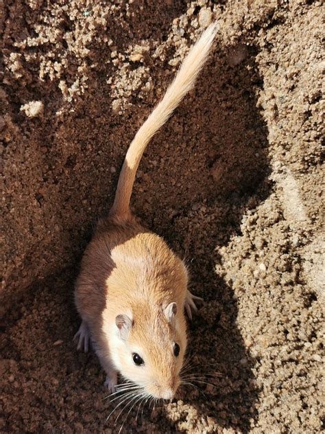 沙鼠（gerbil 中文）