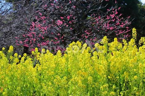 河津の花小町を極めるガイド：春の訪れを告げる絶景