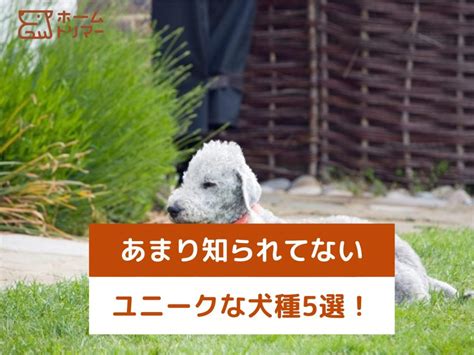 河童犬: 水を愛するユニークな犬種