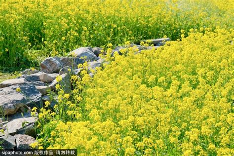 油菜花田：金黃色花海的迷人魅力