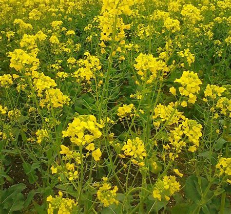 油菜 花 季節