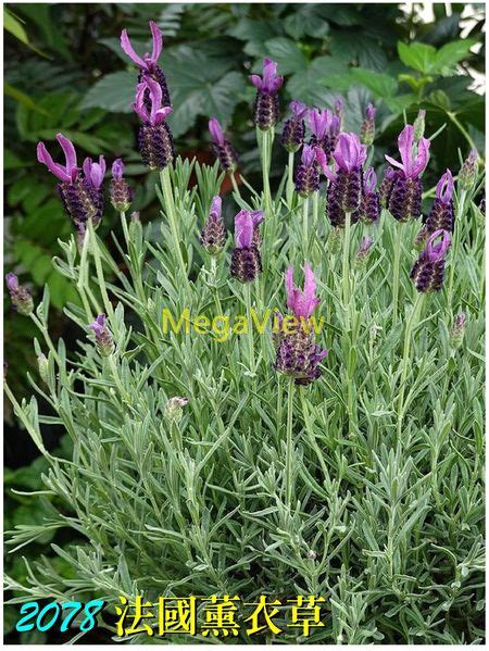 法國薰衣草（Lavandula stoechas）