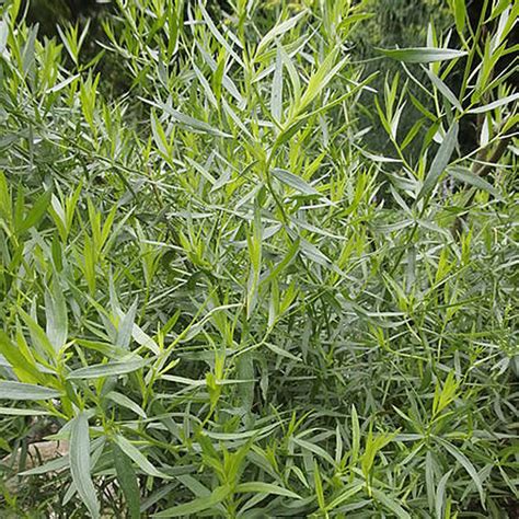 法國龍蒿草（Artemisia dracunculus var. sativa）：