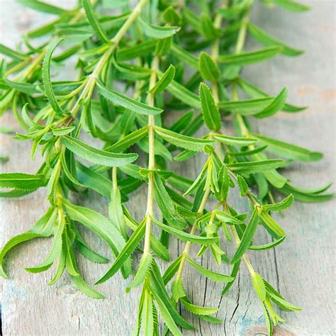 法國龍蒿（French tarragon）：