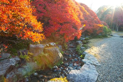 泰山木 美山: 日本庭園に静寂と美しさをもたらす