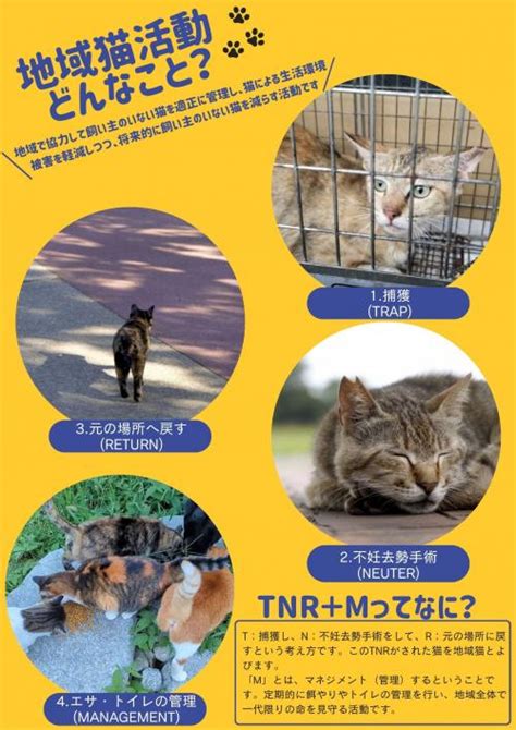 活動的な猫には