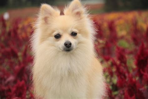 活発で愛らしいポメラニアン：あなたの相棒にぴったりの犬種