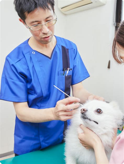 浦河の動物病院で最善のケアを見つけよう