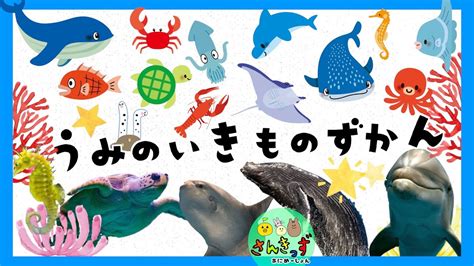 海の生き物たちのための頼れる味方：マリン動物病院